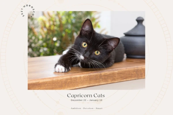 black capricorn cat laying on furniture