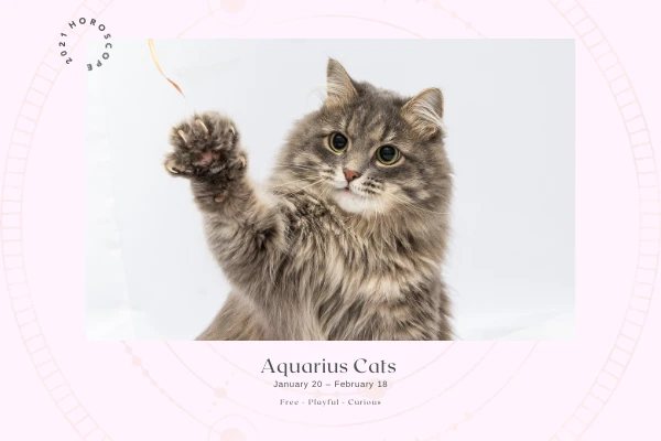 Aquarius cat playing with feather