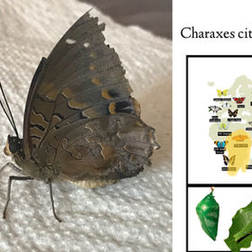 Blue-Spotted Charaxes/ Charaxes cithaeron