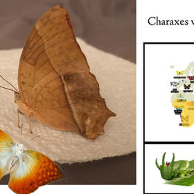 Pearly Charaxes/ Charaxes varanes