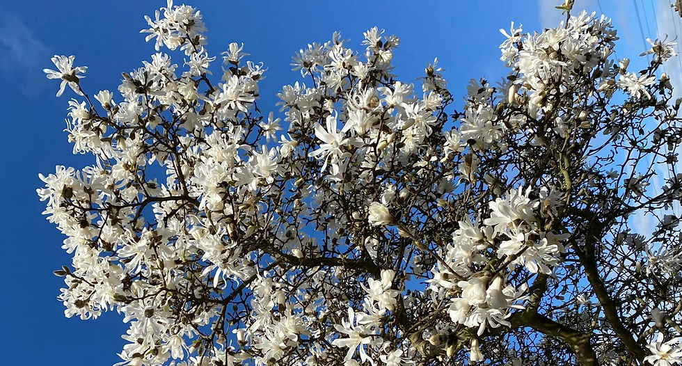 white%20flowers%20blue%20sky_edited.jpg