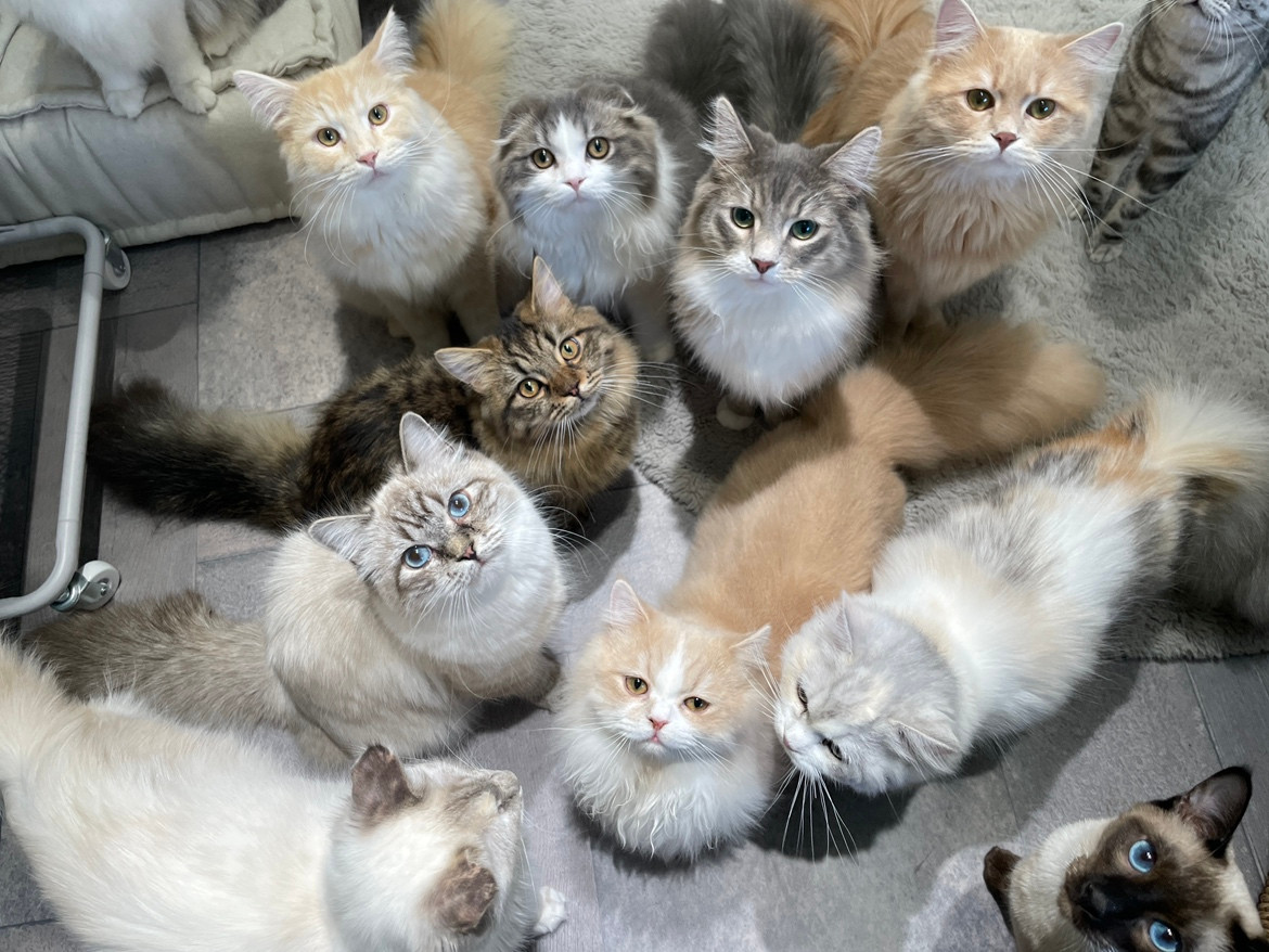 CatCafeFlorence | 東京にある猫カフェ | Japan, 東京都足立区