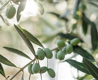 Olive Leaf