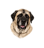 Carlota logo - Copy_edited.png