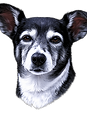 Clemen logo real_edited_edited.png