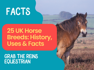 25 UK Horse Breeds: History, Facts, Looks & Traits