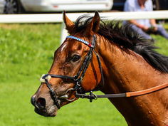 Kempton jumps opener 2025 - Racecard with our picks for the 7 racecard.