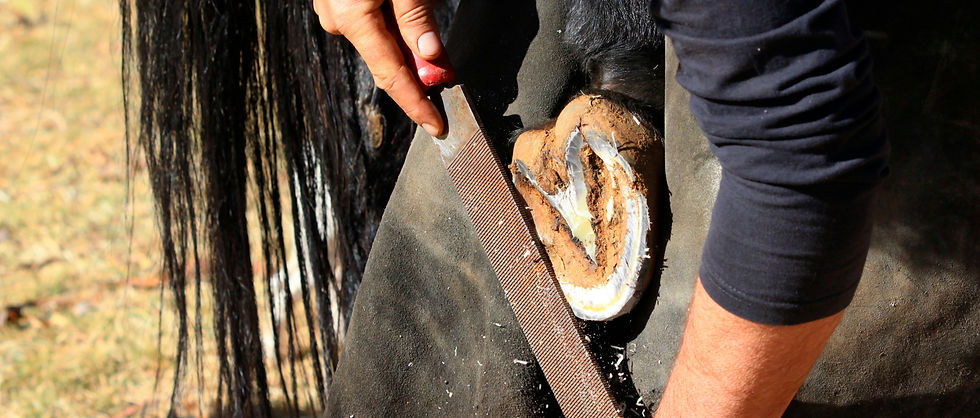 Hands rasping a horse's hoof, with black tail hair visible. The scene is outdoors on dry grass. The focus is on detail and precision.