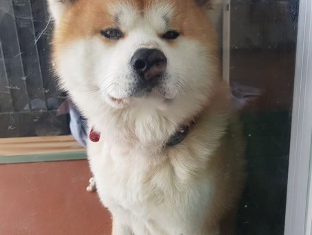 Snow Monsters at Ani