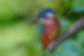 Eisvogel.jpg
