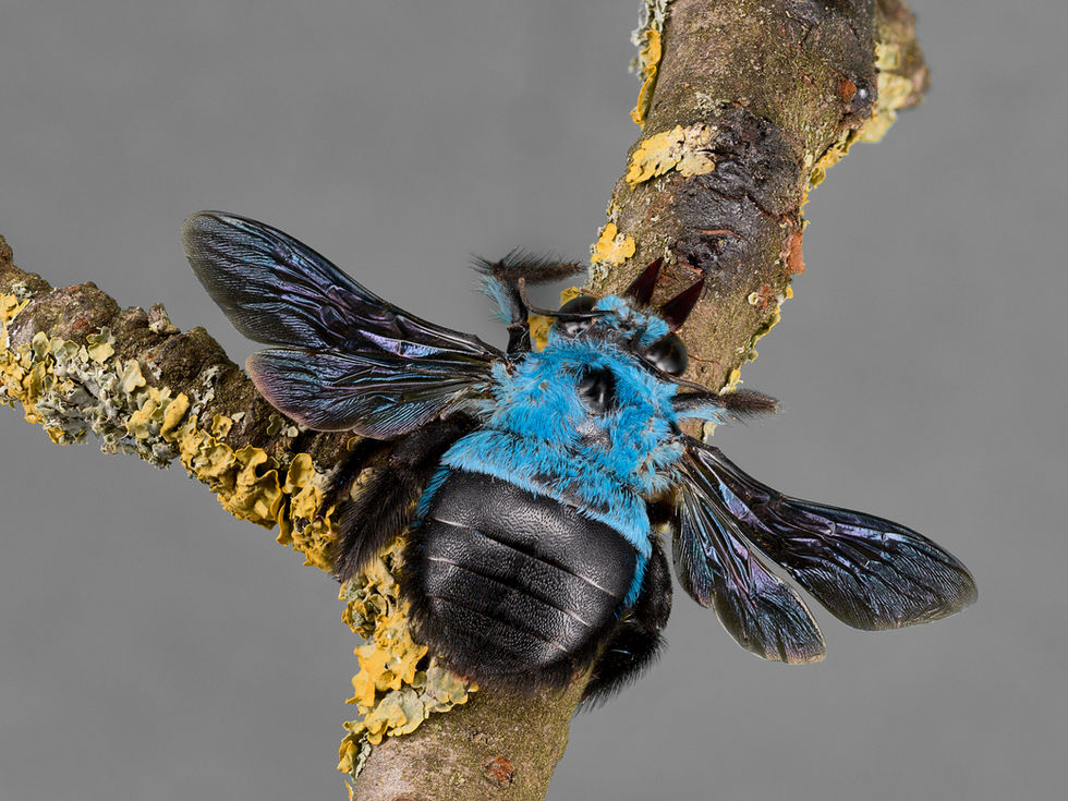 Blaue Bieneblauer Käfer.jpg