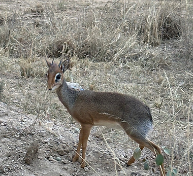 Antilope_edited.jpg