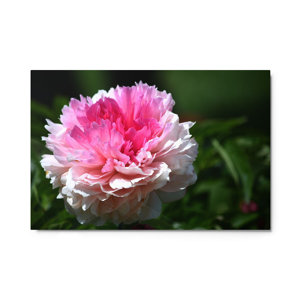 Paris Peony Romance