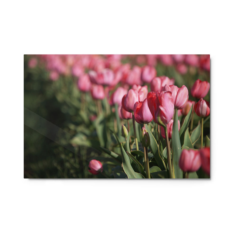 Pink Party Dress Tulips