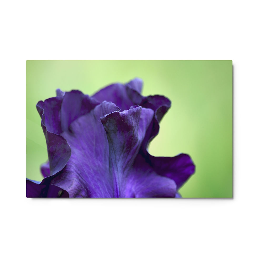 Purple Iris