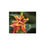 Thumbnail: Orange Tropic Blossom