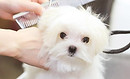 わんちゃん