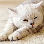 ねこちゃん