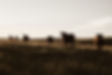 Local Cattle who are protected by Intego Insurance's Farm Insurance