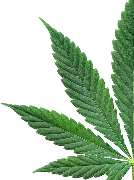 photo phytocosmo cannabis AA BLEU DEMIE AA.tif