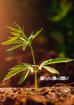 Développement du plan chanvre. Il faut 12 heures de lumières par jour pour le développement du plan de cannabis sativa l