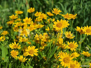 AdobeStock_23589018_Preview arnica.jpeg