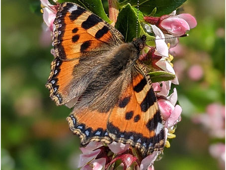 Spetchley Exhibition 1st-2nd October 2022