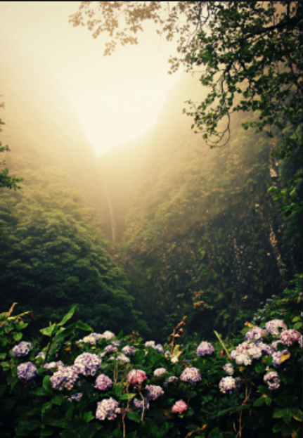 nature3.png