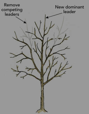 Structural Pruning.jpg