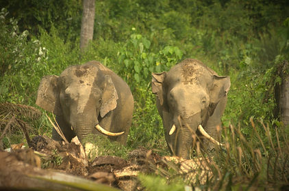 Mamut & manny_edited.jpg