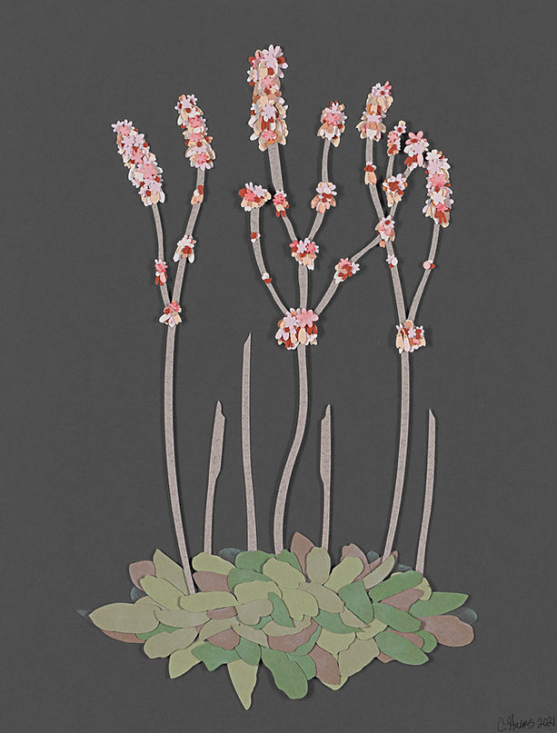 Harms_Red Root Buckwheat.jpg
