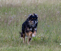 Dog playing in the meadow