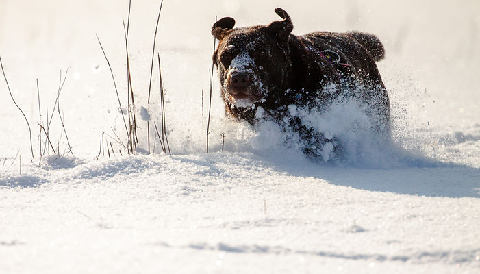 Dog playing in the snow