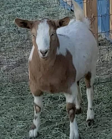 Faint-Hearted Ranch Mystique