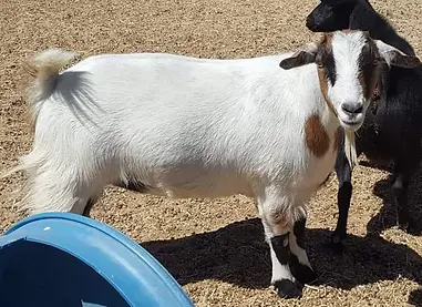Faint-Hearted Ranch Ginormica