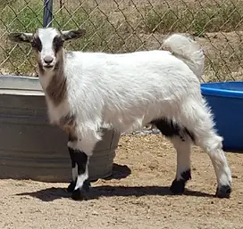 Faint-Hearted Ranch Ginormica
