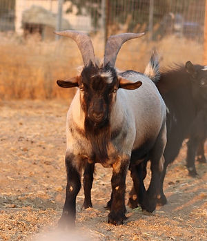 Mine-O-Tonic Ranch Modern Day Marvel. Myotonic fainting goat buck