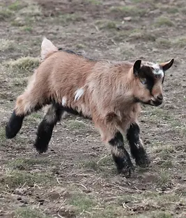 Modern Day Marvel. Fainting goat baby