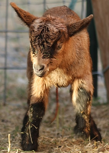 Mine-O-Tonic Ranch Temptation is Real. Baby Myotonic buck