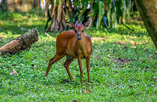red duiker.jpg