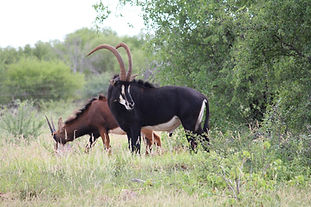 IMG_5326_edited.jpg