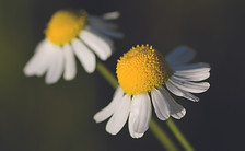 Kamille_Fotolia_19305027_XL_cmyk Kopie.jpg