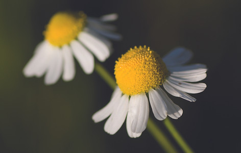 Kamille_Fotolia_19305027_XL_cmyk Kopie.jpg