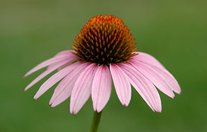 Echinacea