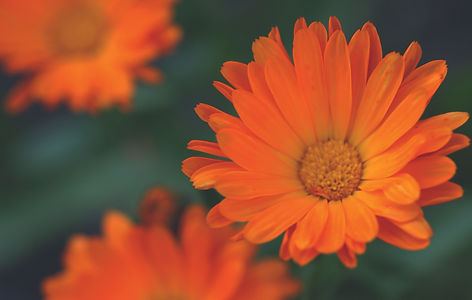 Calendula