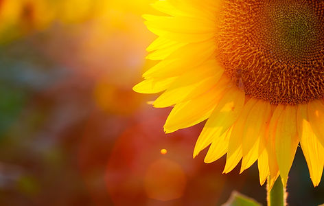 Sonnenblume