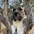 curiamo