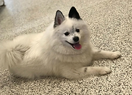 Town House for dogs & cats smiling at daycare