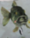 Under water Murel