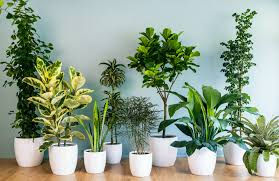 Household Plant Safety